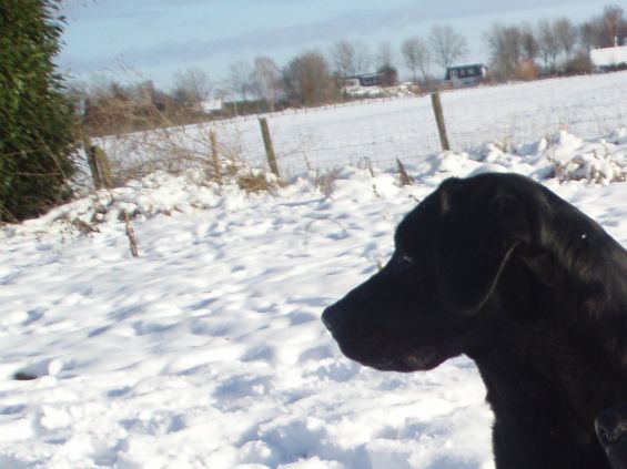 Zwarte labrador pups