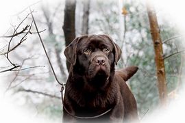 Bruine labrador Juul